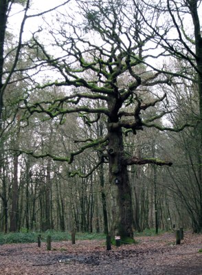 Arbre remarquable à Mont