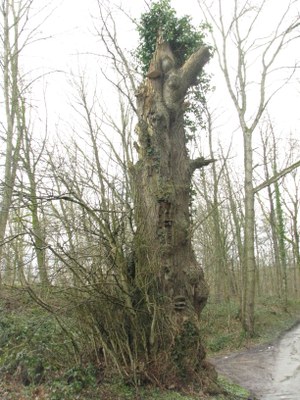 Tilleul à grandes feuilles (Tilia platyphyllos)