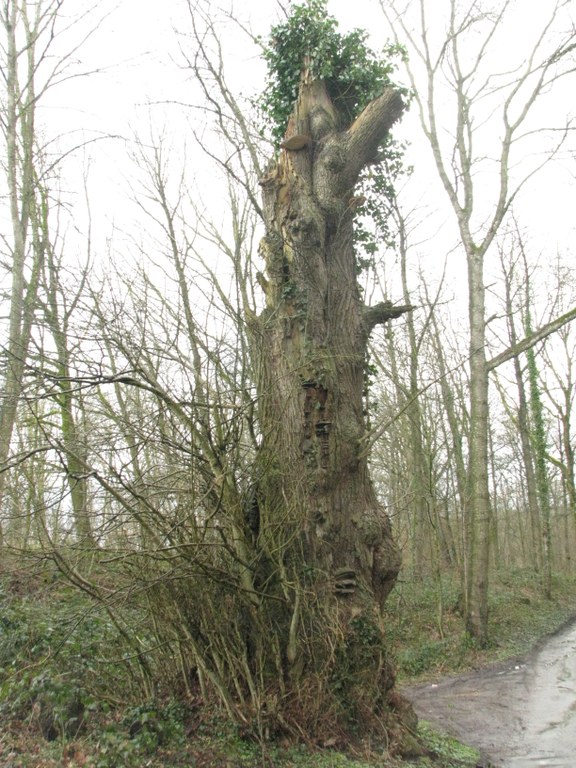 Tilleul à grandes feuilles (Tilia platyphyllos)